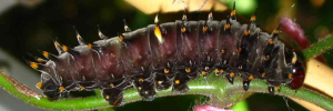 Larvae